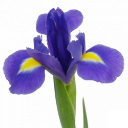 Ирис-синий